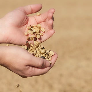 Brasil campo verde | expreso | natural