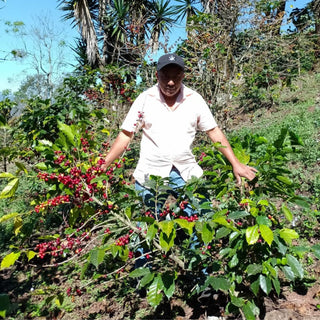 México Fedesi | Expreso | Mountain water decaf