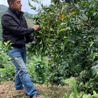 México Fedesi | Expreso | Mountain water decaf